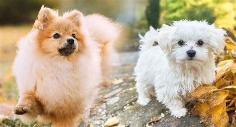 myltiporm|Maltipom – Pomeranian Maltese Mix .